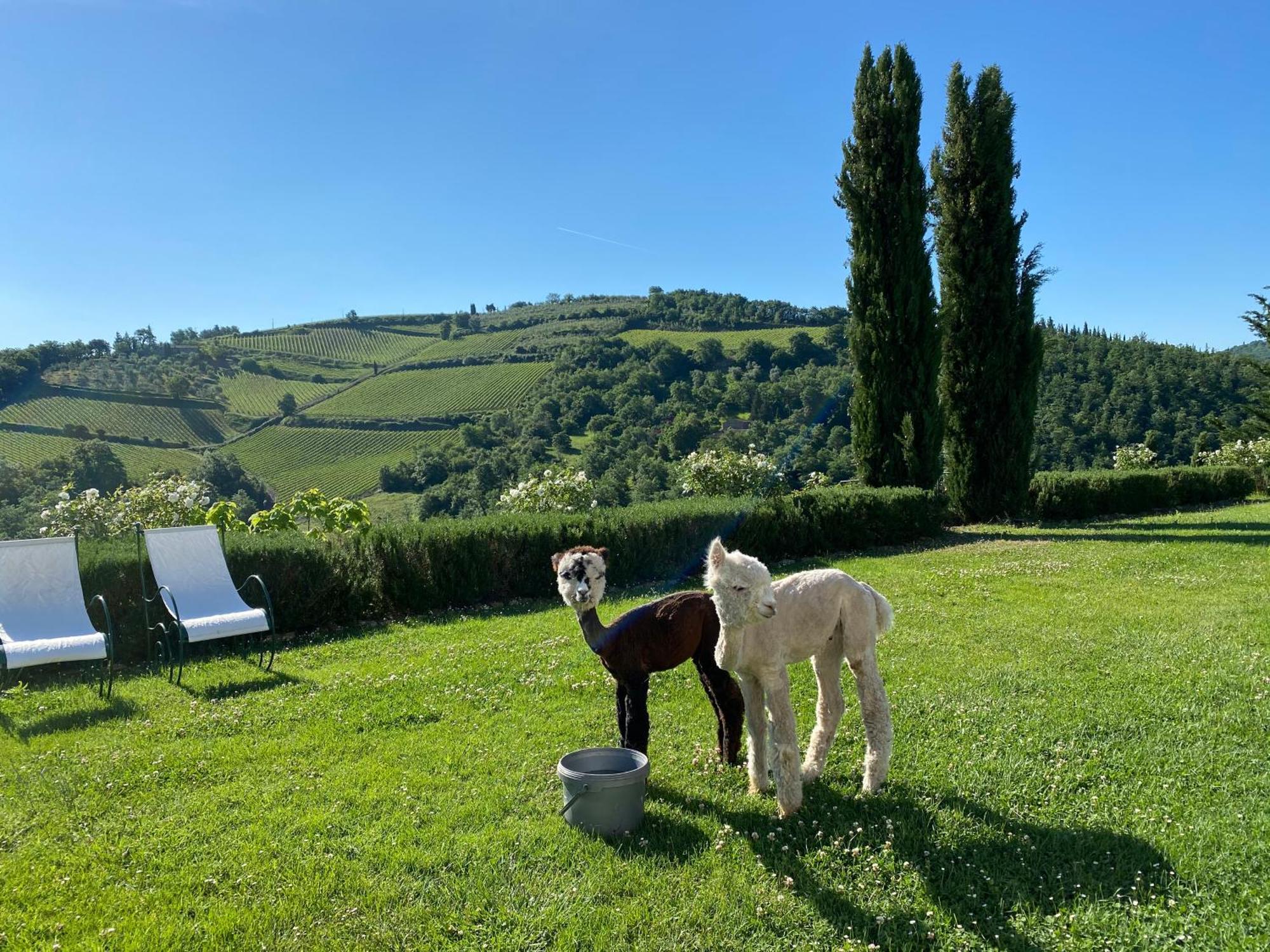 Villa Rignana Chianti Estate, Pool, Tennis,Cook Греве ин Кианти Екстериор снимка